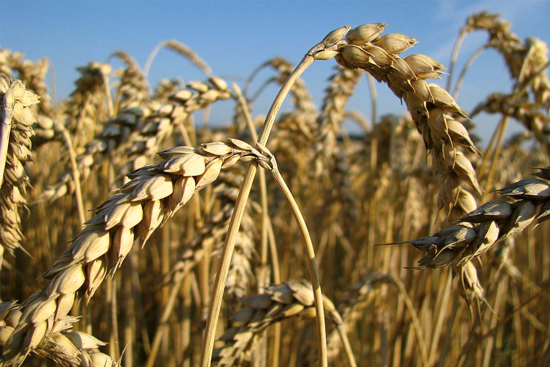 Cereal quality: from production through to processing
